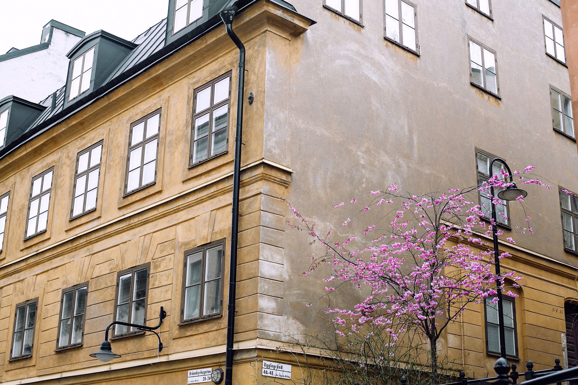 Fönsterputsning i Stockholm under pollensäsongen: när bör du boka?